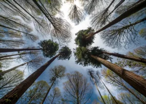 canopy disengagement