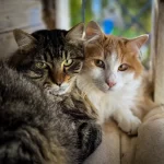 cats